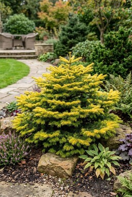 Abies nordmanniana 'Golden Spreader' Buske