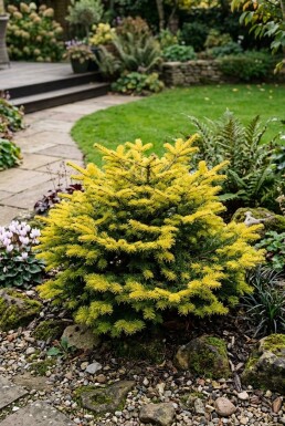 Abies nordmanniana 'Golden Spreader' Buske