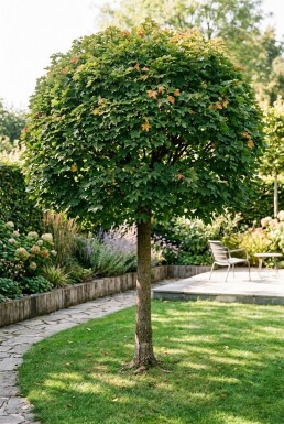 Acer campestre 'Nanum' halvstam stamhöjd 150 cm C10