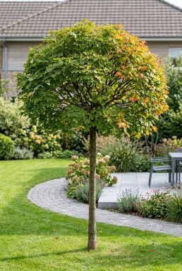 Acer campestre 'Nanum' halvstam stamhöjd 150 cm C10