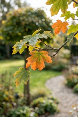 Acer campestre 'Nanum' halvstam stamhöjd 150 cm C10