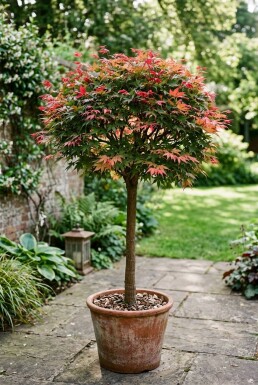 Acer palmatum 'Beni Maiko' på stam