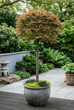 Acer palmatum 'Beni Maiko' på stam