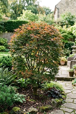 Acer palmatum 'Brown Sugar' buske