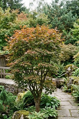 Acer palmatum 'Brown Sugar' buske