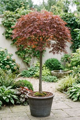 Acer palmatum 'Cascade Ruby' På stam