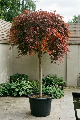 Acer palmatum 'Cascade Ruby' På stam