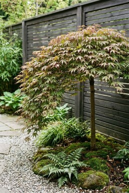 Acer palmatum 'Cascade Ruby' På stam