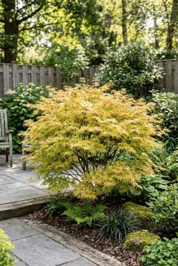Acer palmatum 'Dissectum Flavescens' Buske
