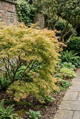 Acer palmatum 'Dissectum Flavescens' Buske