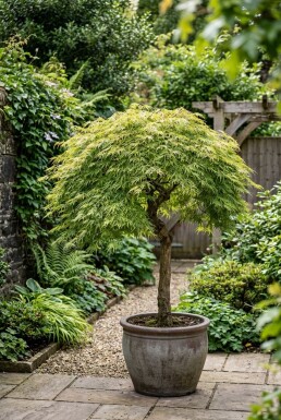 Acer palmatum 'Dissectum Viridis' halvstam stamhöjd 90 cm C10