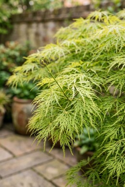 Acer palmatum 'Dissectum Viridis' halvstam stamhöjd 90 cm C10
