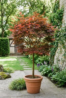 Acer palmatum 'Fireglow' på stam