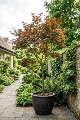 Acer palmatum 'Fireglow' på stam