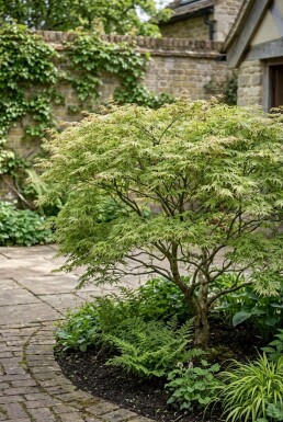 Acer palmatum 'Green Lace'