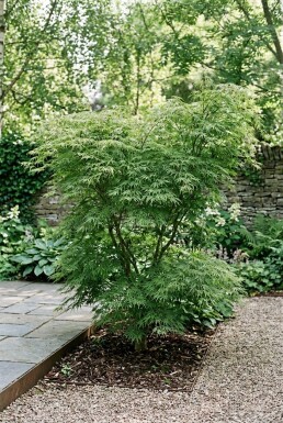 Acer palmatum 'Green Lace' Buske