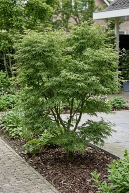 Acer palmatum 'Green Lace' Buske