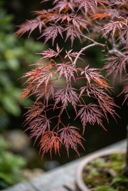 Acer palmatum 'Inaba-shidare' Stam