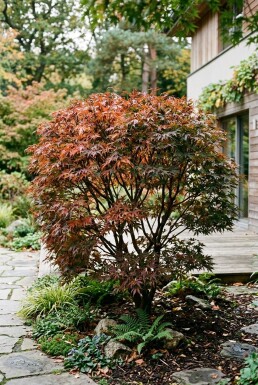 Acer palmatum 'Jerre Schwartz' Buske