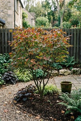 Acer palmatum 'Jerre Schwartz' Buske