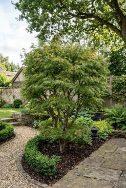 Acer palmatum 'Linearilobum' Buske