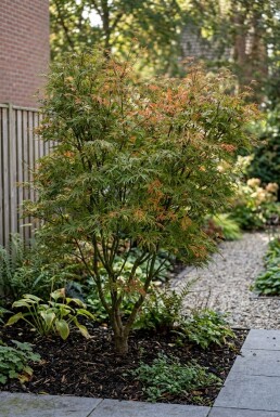 Acer palmatum 'Linearilobum' Buske