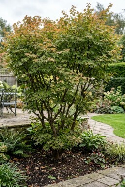 Acer palmatum 'Masu-kagami' Buske