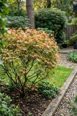 Acer palmatum 'Masu-kagami' Buske