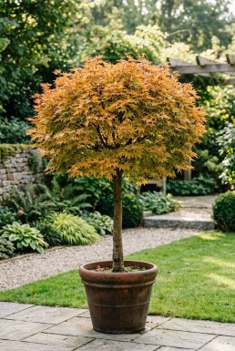 Acer palmatum 'Orange Dream' På stam