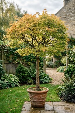 Acer palmatum 'Orange Dream' På stam