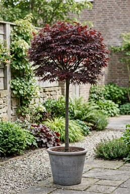 Acer palmatum 'Shaina' på stam