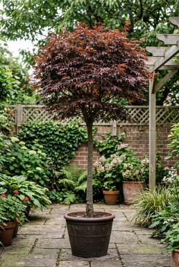 Acer palmatum 'Shaina' på stam