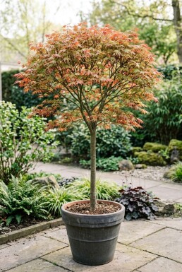 Acer palmatum 'Shin-deshojo' Uppstammad