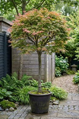 Acer palmatum 'Shin-deshojo' Uppstammad