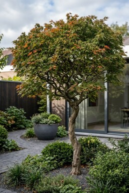 Acer palmatum 'Shishigashira' hal stam 90 cm C10