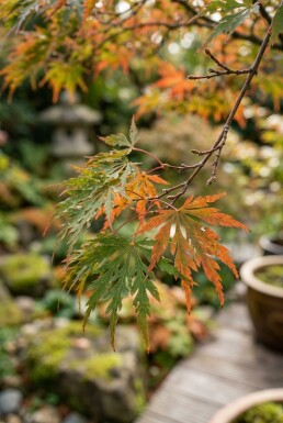 Acer palmatum 'Shishigashira' hal stam 90 cm C10
