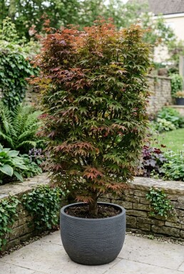 Acer palmatum 'Skeeter's Broom'