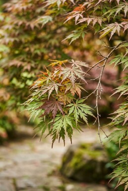 Acer palmatum 'Skeeter's Broom' Skärm