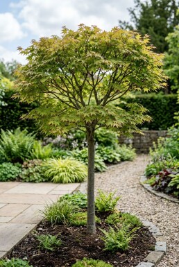 Acer palmatum 'Starfish' halvstam 90 cm C35