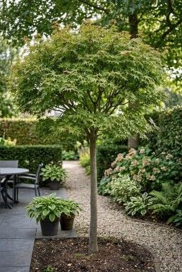 Acer palmatum 'Starfish' halvstam 90 cm C35