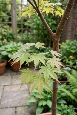 Acer palmatum 'Starfish' halvstam 90 cm C35