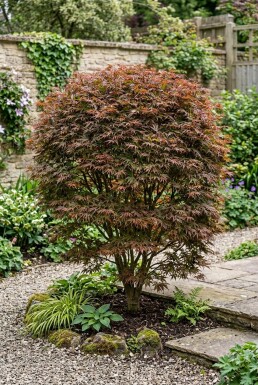 Acer palmatum 'Stella Rossa' Buske