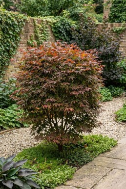 Acer palmatum 'Stella Rossa' Buske