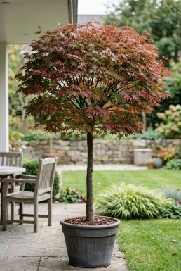 Acer palmatum 'Stella Rossa' På stam