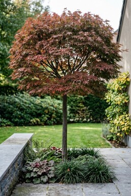 Acer palmatum 'Stella Rossa' På stam
