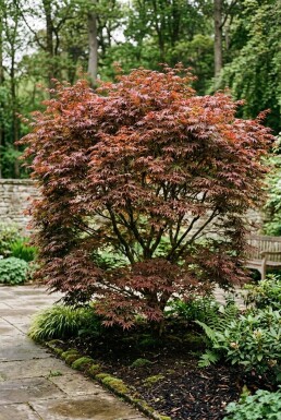 Acer palmatum 'Sumi-nagashi' Buske