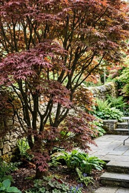 Acer palmatum 'Sumi-nagashi' Buske