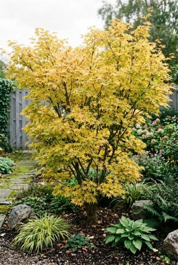 Acer palmatum 'Summer Gold' Buske