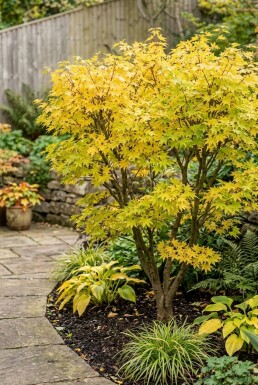 Acer palmatum 'Summer Gold' Buske