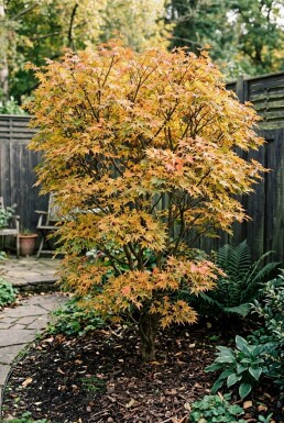 Acer palmatum 'Summer Sunset' Buske